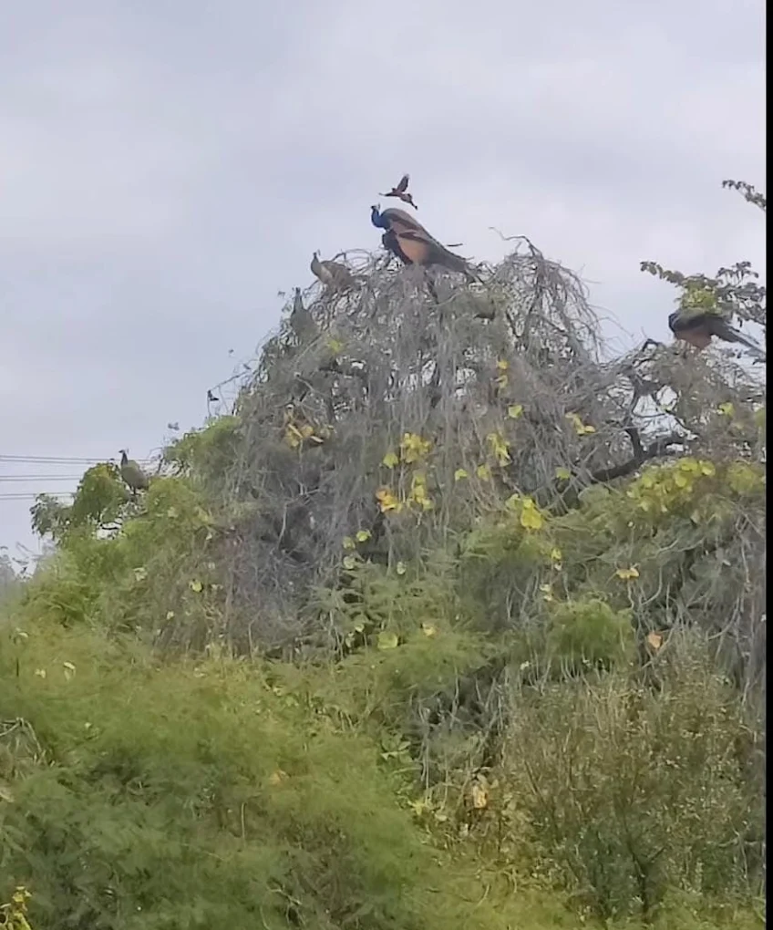 Birdwatching at Shreeniwas